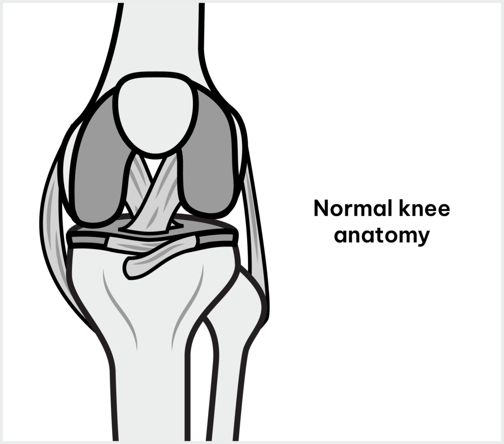 Normal Knee